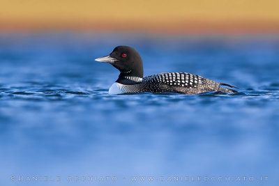 Great Northern Diver (Gavia immer)