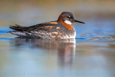 Red-necked Phalarope (Phalaropus lobatus)