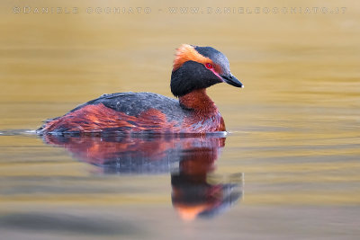 Horned Grebe (Podiceps auritus)