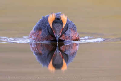 Horned Grebe (Podiceps auritus)