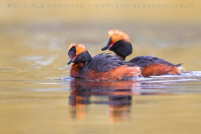 Horned Grebe (Podiceps auritus)