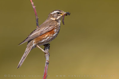 Redwing (Turdus iliacus coburni)