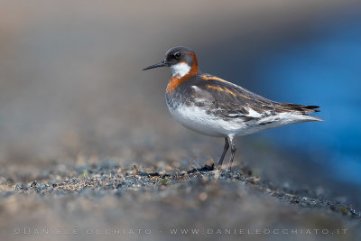 Red-necked Phalarope (Phalaropus lobatus)