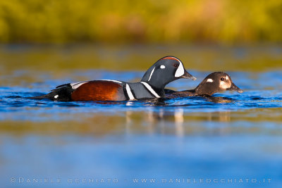 Harlequin Duck (Histrionicus histrionicus)