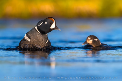 Harlequin Duck (Histrionicus histrionicus)