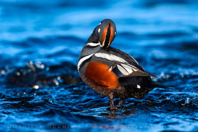 Harlequin Duck (Histrionicus histrionicus)