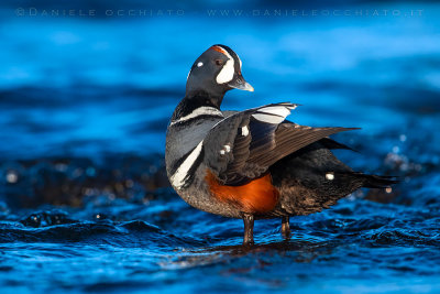 Harlequin Duck (Histrionicus histrionicus)