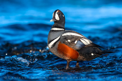 Harlequin Duck (Histrionicus histrionicus)