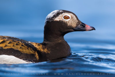 Long-tailed Duck (Clangula hyemalis)