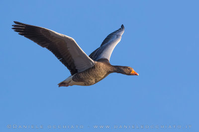 Western Greylag Goose (Anser anser anser)