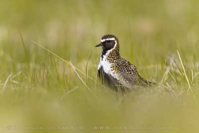 Eurasian Golden Plover (Pluvialis apricaria altifrons)