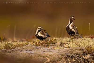 Eurasian Golden Plover (Pluvialis apricaria altifrons)