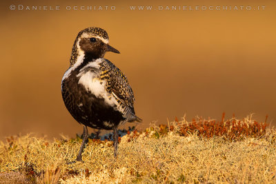 Eurasian Golden Plover (Pluvialis apricaria altifrons)