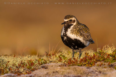 Eurasian Golden Plover (Pluvialis apricaria altifrons)