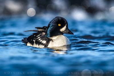 Barrow's Goldeneye (Bucephala islandica)