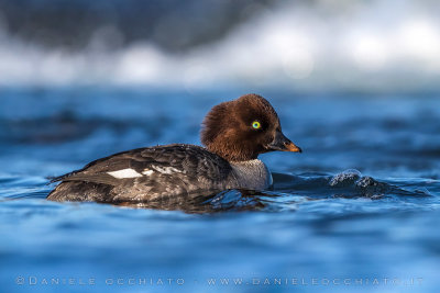 Barrow's Goldeneye (Bucephala islandica)