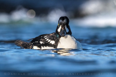 Barrow's Goldeneye (Bucephala islandica)