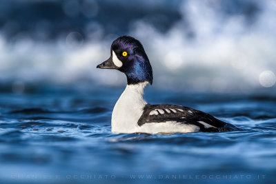 Barrow's Goldeneye (Bucephala islandica)