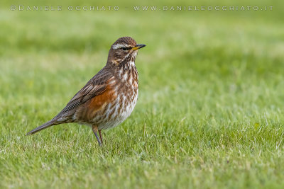 Redwing (Turdus iliacus coburni)