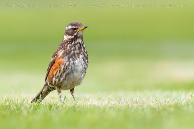 Redwing (Turdus iliacus coburni)