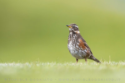 Redwing (Turdus iliacus coburni)