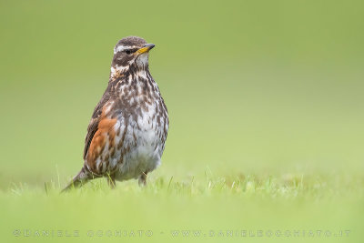 Redwing (Turdus iliacus coburni)