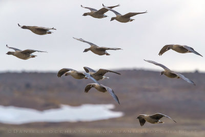 Pink-footed Goose (Anser brachyrhynchus)