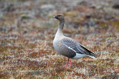 Pink-footed Goose (Anser brachyrhynchus)