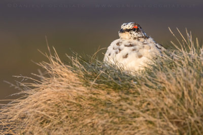 Ptarmigan (Lagopus mutus islandorum)