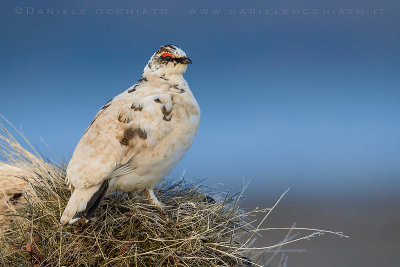 Ptarmigan (Lagopus mutus islandorum)