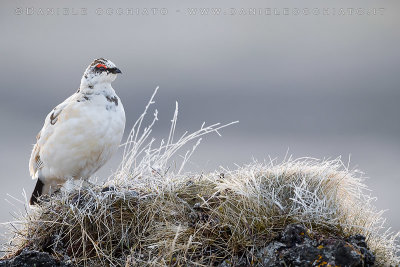 Ptarmigan (Lagopus mutus islandorum)