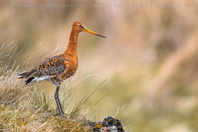 Black-tailed Godwit (Limosa limosa islandica)