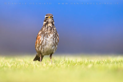 Redwing (Turdus iliacus coburni)