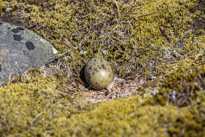 Nest of Arctic Skua (Stercoraruis parasiticus)