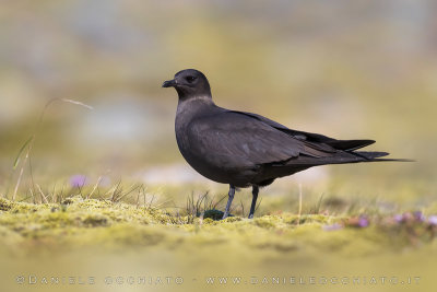 Arctic Skua (Stercoraruis parasiticus)