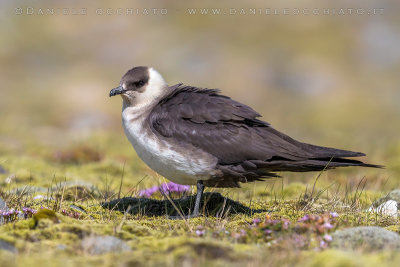 Arctic Skua (Stercoraruis parasiticus)