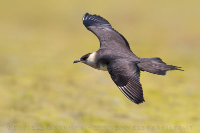 Arctic Skua (Stercoraruis parasiticus)