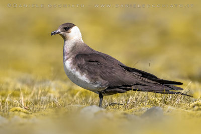 Arctic Skua (Stercoraruis parasiticus)