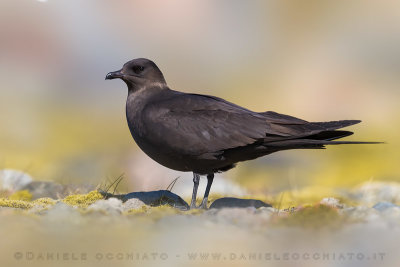 Arctic Skua (Stercoraruis parasiticus)