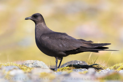 Arctic Skua (Stercoraruis parasiticus)