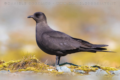 Arctic Skua (Stercoraruis parasiticus)