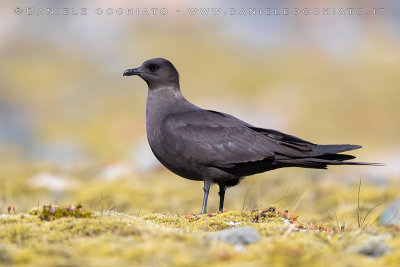 Arctic Skua (Stercoraruis parasiticus)