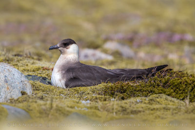 Arctic Skua (Stercoraruis parasiticus)