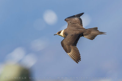 Arctic Skua (Stercoraruis parasiticus)