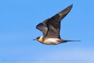 Arctic Skua (Stercoraruis parasiticus)