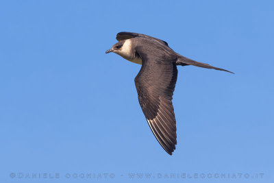 Arctic Skua (Stercoraruis parasiticus)