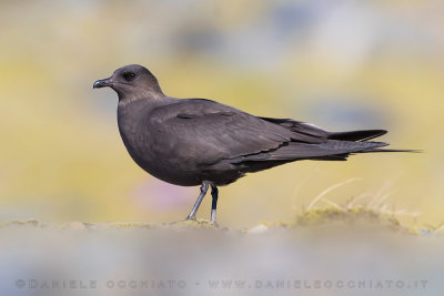 Arctic Skua (Stercoraruis parasiticus)