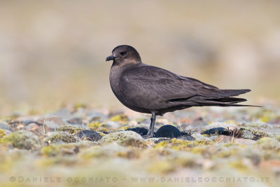 Arctic Skua (Stercoraruis parasiticus)