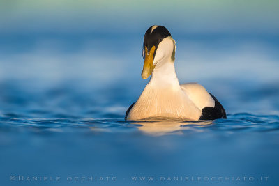 Common Eider (Somateria mollissima borealis)