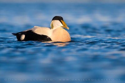 Common Eider (Somateria mollissima borealis)